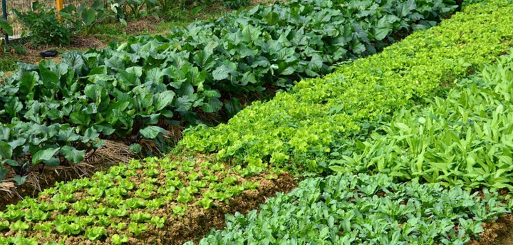 城里人愿花2680認(rèn)30㎡菜地？張掖汪家堡村的城郊農(nóng)業(yè)破局術(shù)，藏著增收密碼