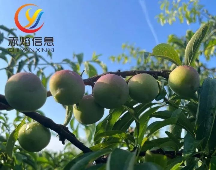 讓認(rèn)養(yǎng)農(nóng)業(yè)持續(xù)健康發(fā)展，還需做好二方面工作